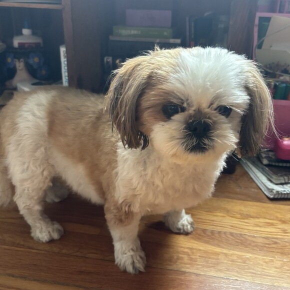 tallulahrose1
